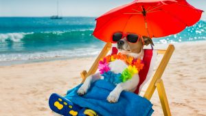 dog-days-feature