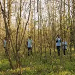 Team of lifesavers rescuers searching for a missing person^ calling their name in the forest and going through the trees to track footsteps. Search squad members looking for a lost victim.