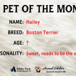 pet-of-the-month-title-card-january