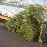 tree-pickup