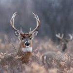 deer-hunting-5
