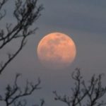 istock_42621_pinksupermoon-200x200-1