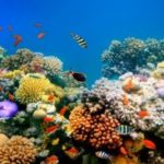 istock_051021_coralreef_vlad61-200x200-1