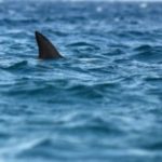 istock_51821_sharkfin-200x200-1