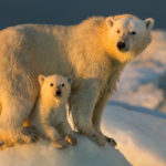 getty_4622_polarbearcubmom-150x150-1-2