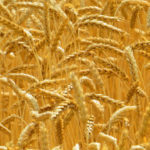 getty_41422_wheatfield-150x150-1-2