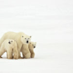 getty_42222_polarbearcubs-150x150-1-2