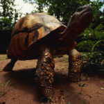 getty_042822_tortoisemadagascar-150x150-1-2