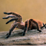 getty_051922_tarantula-150x150-1-2