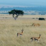 gettyimages_thomson27sgazelle_060122-150x150-1-2