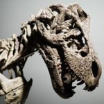 getty_6922_dinoskeleton-150x150-1-2