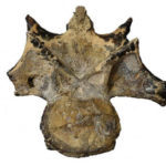 dinosaur2-ht-ml-220609_1654796476532_hpmain_16x9_99228129-150x150-1-2