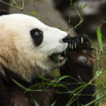 gettyrf_072122_giantpandafile-150x150-1-2