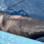 shark-greenland-01-ht-iwb-220801_1659380242130_hpmain_16x9_99228129-150x150-1-2