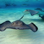 gettyrf_080422_stingray-150x150-1-2