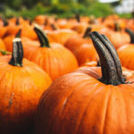 gettyrf_092722_pumpkinshalloween-150x150-1-2