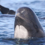 gettyrf_101222_pilotwhales-150x150-1-2