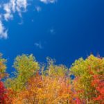 trees-in-autumn-1538740154h7d-150x150-1-2