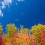 trees-in-autumn-1538740154h7d-jpg