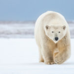 gettyrf_111022_polarbear-150x150-1-2