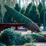 gettyrf_111822_christmastreefarm-150x150-1-2