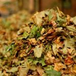leaf-pile-150x150-1-4
