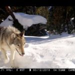 grey-wolf-yellowstone-video-lv-221123_1669231624746_hpembed_20x13_992-150x150-1-2