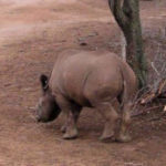 black-rhino-pumpkin-06-ht-jt-221129_1669745719202_hpembed_3x4_99228129-150x150-1-2