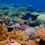 gettyrf_12922_coralreef-150x150-1-2