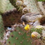 cactusfinch_121522-150x150-1-2