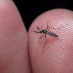 gettyimages_mosquitodadengue_122122-150x150-1-2