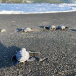 gettyimages_seaturtles_042023100833-150x150551699-1