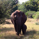 elelphant2a-ht-ml-230427_1682601485000_hpembed_3x2_992162845-150x150153951-1