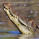 gettyrf_5323_crocodile838256-150x150575-1