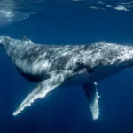 gettyrf_7423_humpbackwhale129754-150x150763704-1