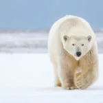 gettyrf_111022_polarbear843479-150x150949783-1