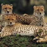 gettyrf_11823_cheetahs735976-150x150949351-1