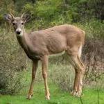 white-tailed_deer_at_greenough_park_missoula-150x15014594-1