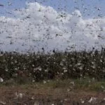 gettyimages_locusts_021424716924-150x150665821-1