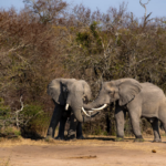 getty_050924_elephants603768-150x150999062-1