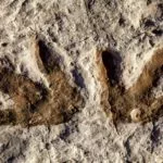 getty_053124_dinosaurfootprints-stock268553-150x150667768-1