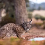 gettyrf_062124_iberianlynx362821-150x150586559-1