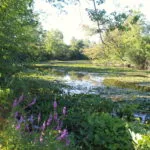 future-location-of-launch-along-grand-river-in-ella-sharp-park-150x150630204-1