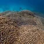 natgeo_111624_solomoncoral239047-150x150698043-1