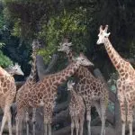 getty_giraffes_082125824608-150x1503357-1