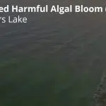 wamplersbloom-150x150516217-1
