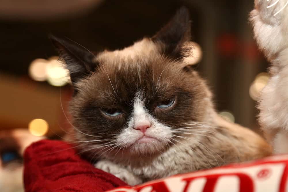 Grumpy Cat Wins 710000 In Copyright Lawsuit 951 Wayv
