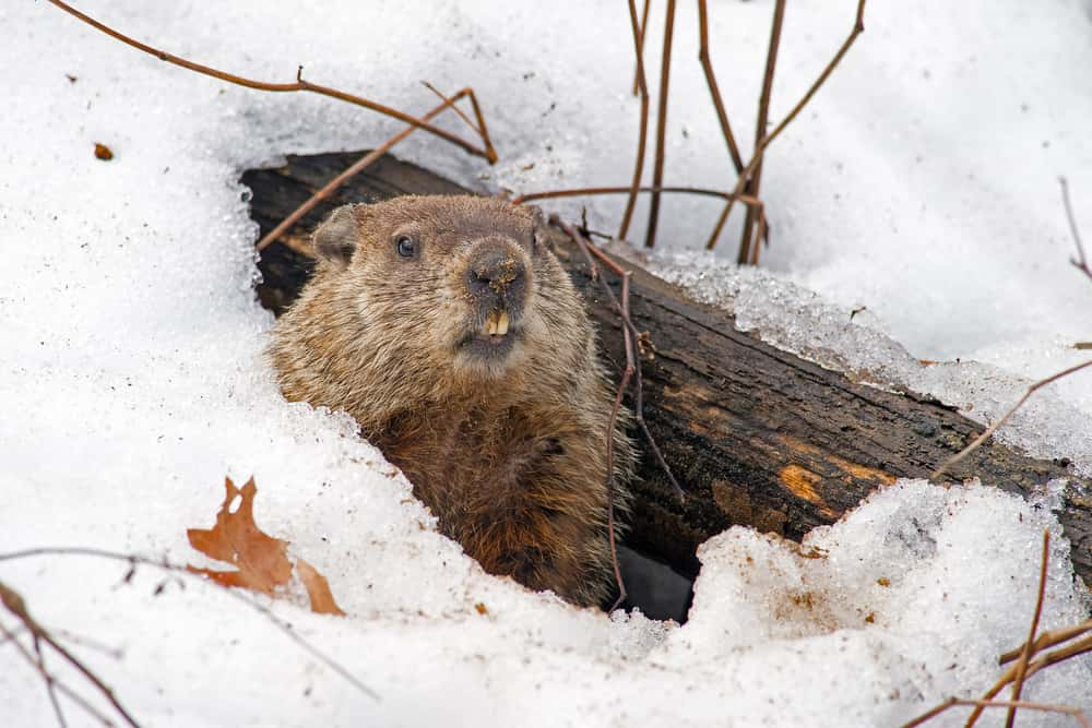 4 Crazy Groundhog Day Facts You Probably Didn't Know | 951 WAYV