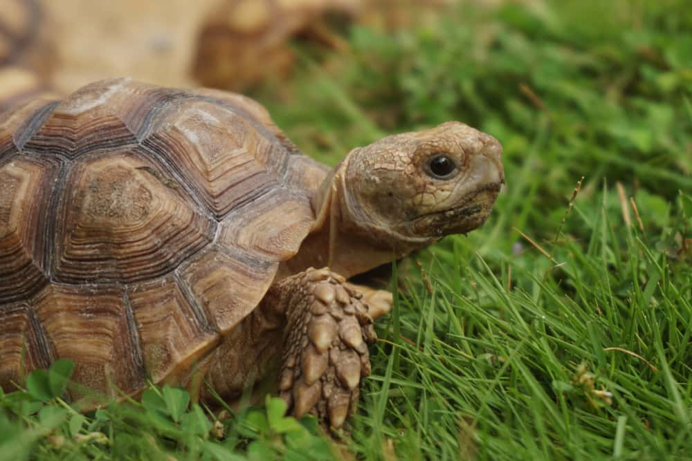 Escaped Tortoise Found After Traveling a 5-Minute Walk in 3 Days | 951 WAYV