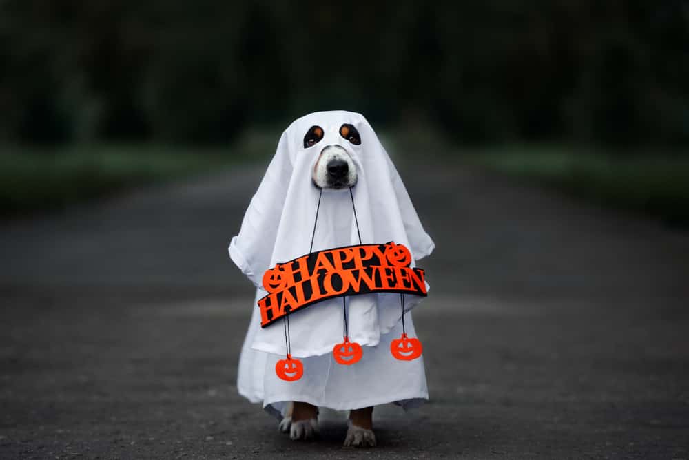 40 of Us Think Our Pet Has Seen a Ghost, Plus Our Top 10 Fears 951 WAYV
